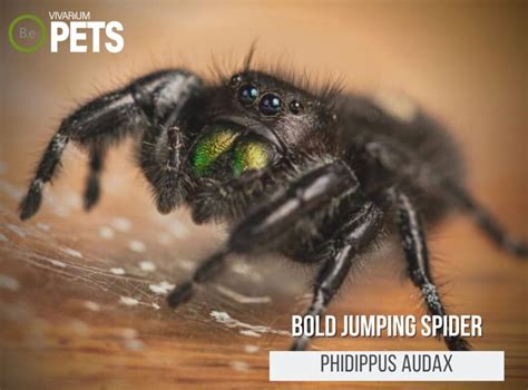 Phidippus Audax The Bold Jumping Spider Care Guide