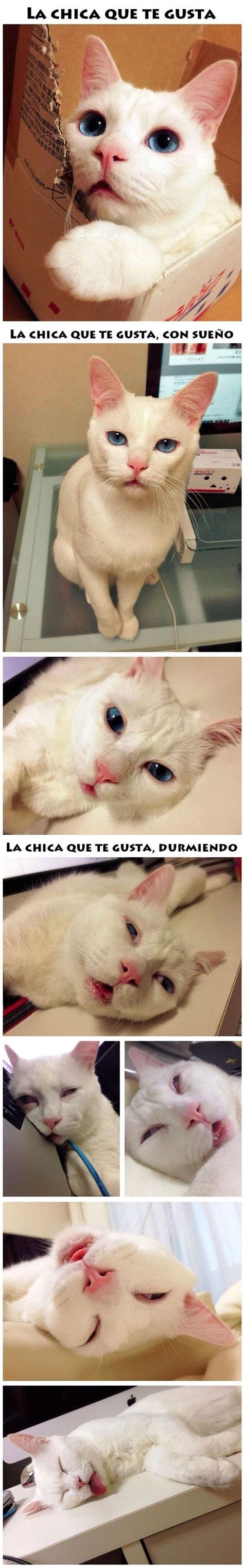 Pin De Andi En Nekos Memes De Gatos Divertidos Gatitos Divertidos