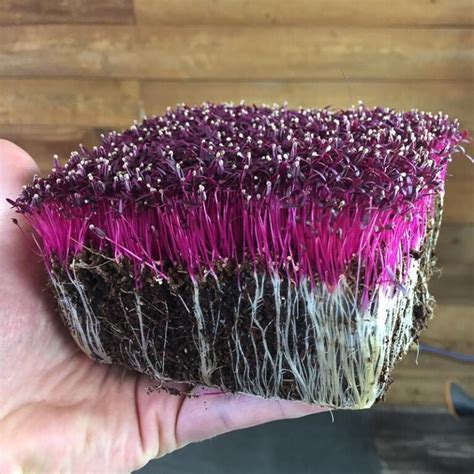 Amaranth Red Garnet Microgreen Seeds Sierra Flora