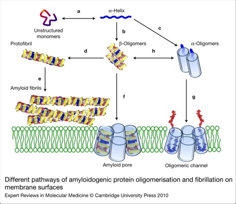 Different Pathways Of Amyloidogenic Protein Oligomerisation And