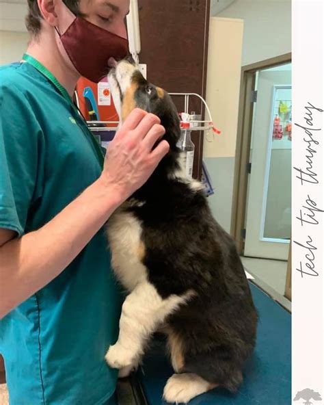Tech tip... - The Animal Hospital and Pet Resort at Southwood