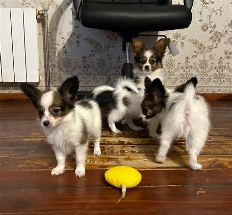 Щенята папільйона: 500 € - Собаки Житомирское на Olx