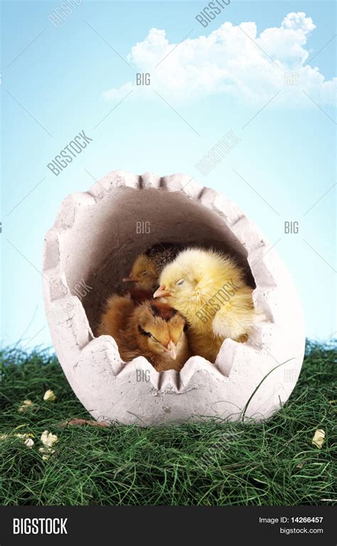 Easter Animals Concept Image & Photo (Free Trial) | Bigstock