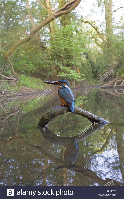 Common Kingfisher Alcedo Atthis Adult Male Feeding With Three Spined