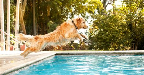 Your Inground Pool and Your Pup: Tips for Dog Owners | Woodfield Outdoors