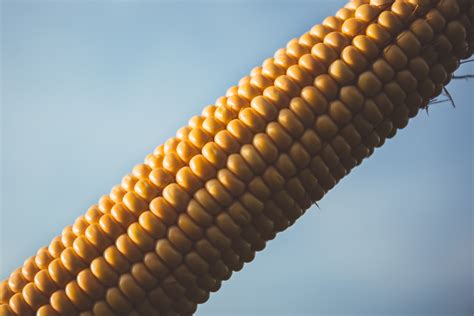 Corn Freestocks Org Free Stock Photo