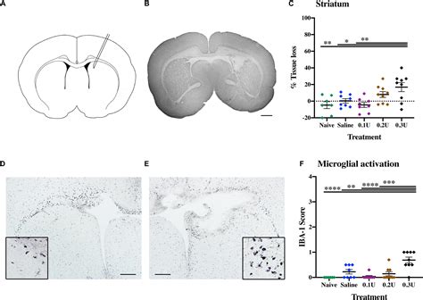 Rodent Neonatal Germinal Matrix Hemorrhage Mimics The Human 46 Off