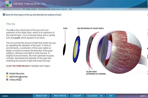 Anatomy Eye The Iris Youtube