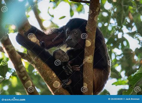 Mother and Baby Mantled Howler Monkey - Tortuguero, Costa Rica Stock ...