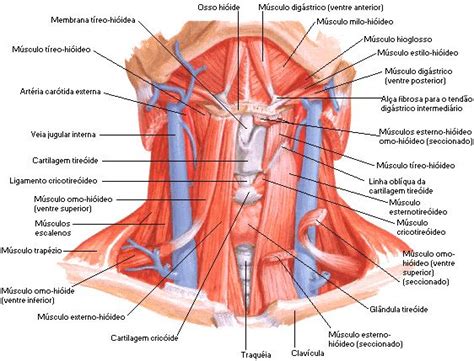 Músculos do Pescoço Músculos do pescoço Músculos Anatomia