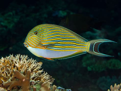 Striped Surgeonfish Acanthurus Lineatus Fish Pet Pets Marine Biology