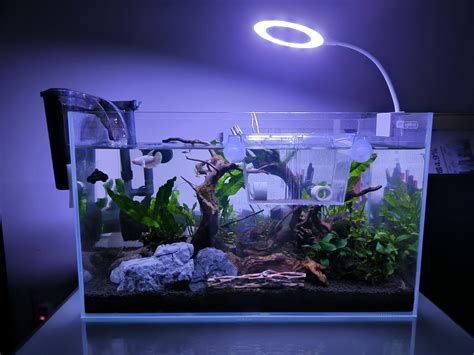 Just sharing my tank setup for crayfishes : r/Crayfish