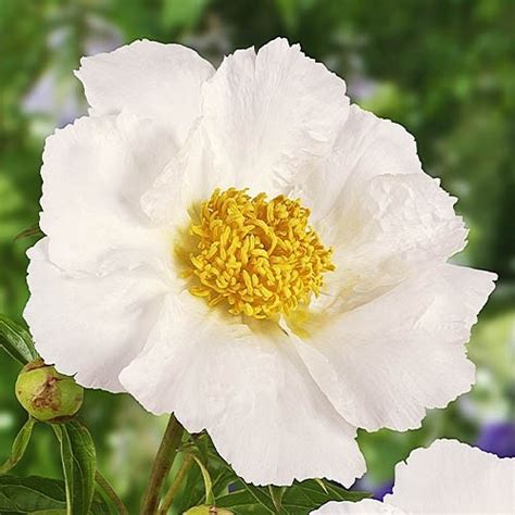 Пион Krinkled White (Кринклд Уайт)🌱 - купить корневища и саженцы в ...