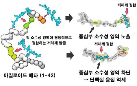 국내연구진 알츠하이머병 유발하는 단백질 형성과정 규명 조선비즈