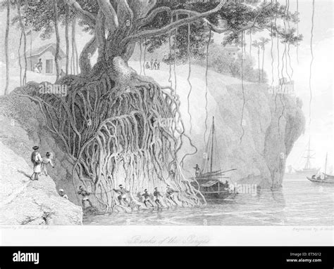 Banyan Tree Pencil Drawing