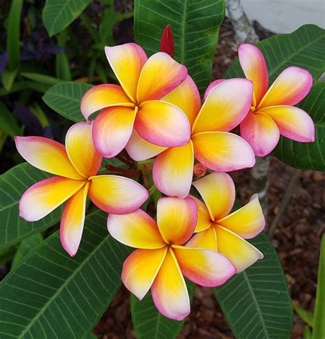 Plumerias Plant Care And Collection Of Varieties