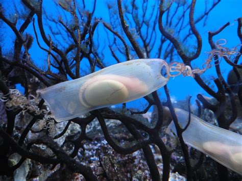 Do Sharks Lay Eggs or Give Live Birth? You May Be Surprised!