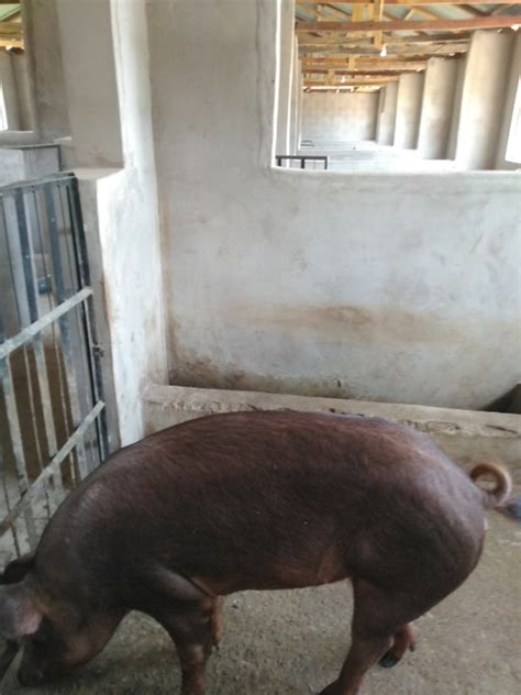 The Duroc Pig Breed (overview) - Agriculture - Nigeria