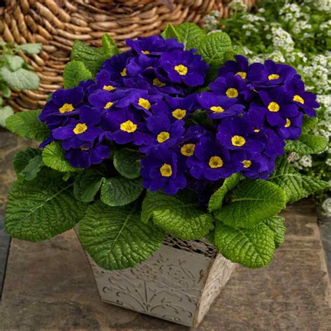 Primrose Seeds - Primula Acaulis Blue Common Primrose Flower Seed