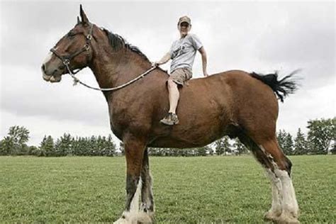 Ten of the Worlds Tallest Animals (Record-breaking Animals)