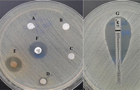 Agar Diffusion Assay Using S Aureus Atcc 43300 Cefoxitin Disk Fox