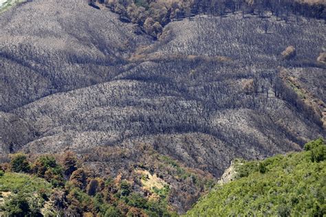 El Incendio En El Lago Martin Podría Controlarse En 15 Días Diario