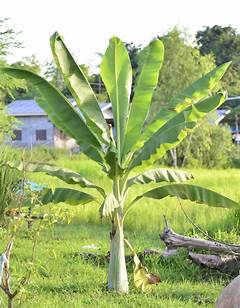Feeding Banana Plants