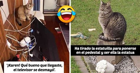 20 Fotos Y Memes De Gatos Para Alegrarte El Día