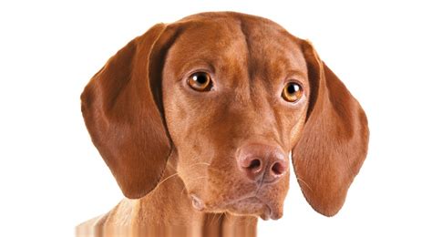 Vizsla History And Trainingtemperament American Kennel Club