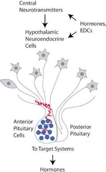 Neuroendocrine cells