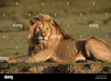 Male Lion Resting Stock Photo Alamy