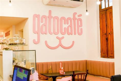 Para Interagir E Ronronar Conheça O Primeiro Gato Café Do Rio De Janeiro