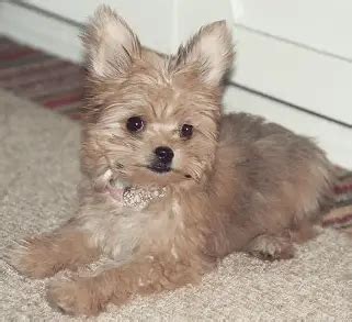 All About the Chorkie - The Yorkie Chihuahua mix - Dogable