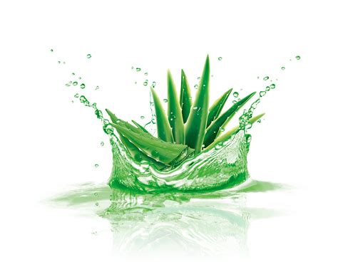 Aloe Vera Png Images Pngwing Off