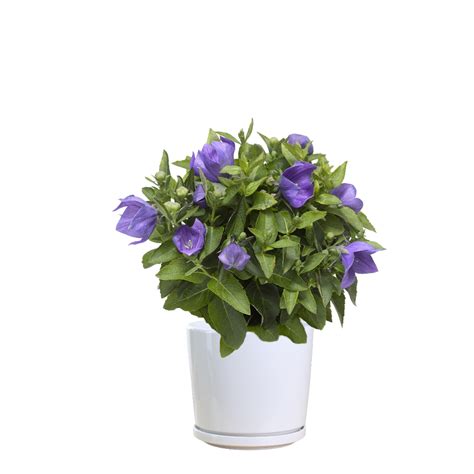 Campanula Carpatica Avida Blue Thai Garden Design