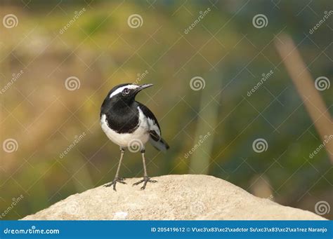 White Browed Wagtail Motacilla Maderaspatensis On A Rock Stock Photo