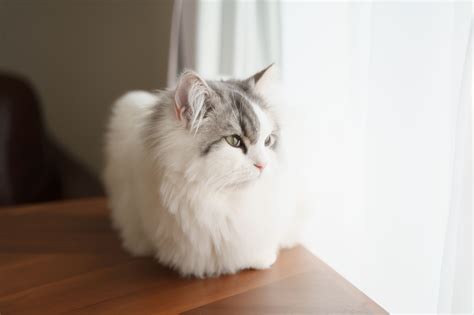 Light Grey And White Cat