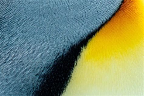 Do Penguins Have Feathers Or Fur? How Does It Protect Them?