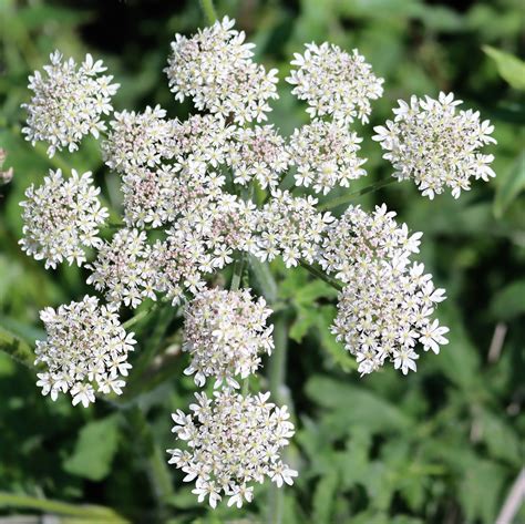 Heracleum sphondylium. Hogweed. | Flora, Umbelliferae