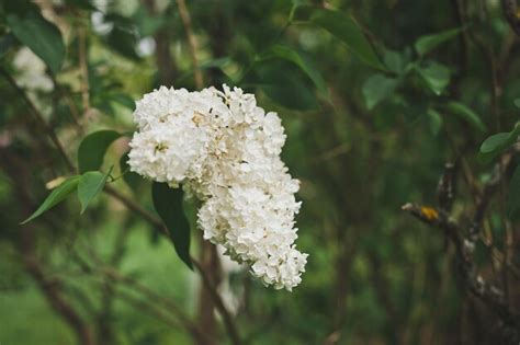 Premium Photo | Bush tree of white lilac 1528