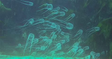 The Deadly Box Jellyfish of Australia: How To Survive Sting