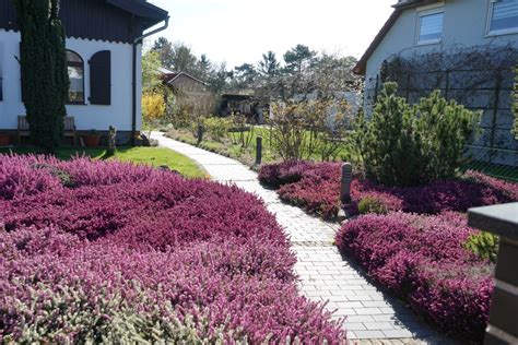 Calluna Sol O Sombra Huerto En Casa