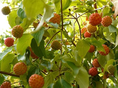 Цветущий Кизил Фото — New-Freepik.Ru