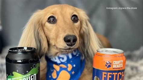 What is Dog Beer? And Is It Safe for Your Pet?