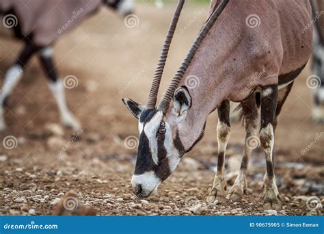 Gemsbok Eating In Kgalagadi Stock Image Image Of Gemsbok Kgalagadi