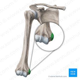 Medial epicondyle of humerus: Anatomy and function | Kenhub