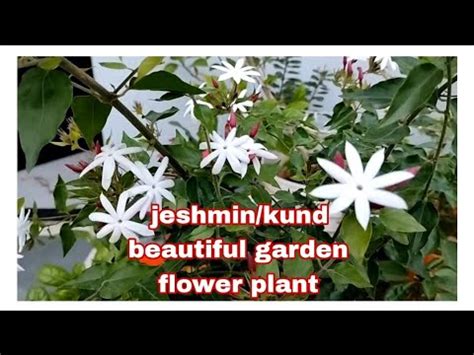 Jasmine Kunda Flower Plant Care Juhi Mongra And Kunda Flower Plant