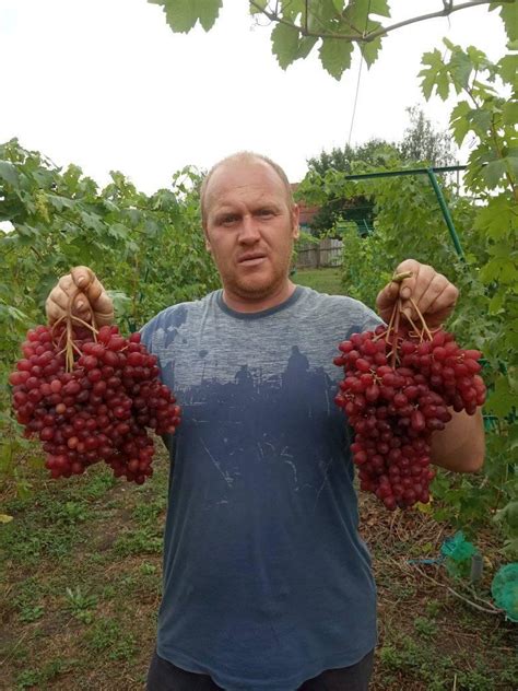 Виноград і сад Сумщини.