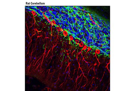 CNPase D83E10 XP Rabbit MAb Alexa Fluor 488 Conjugate Cell