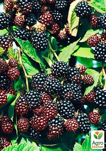 ЕЖЕВИКА ЛОХ ТЕЙ (LOCH TAY), купить в Одессе, Киеве и Украине | Agro-Market